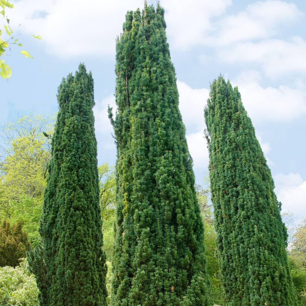 2er Set Grüne-Säuleneibe, Taxus baccata "Fastigiata Robusta", Höhe 60-70 cm