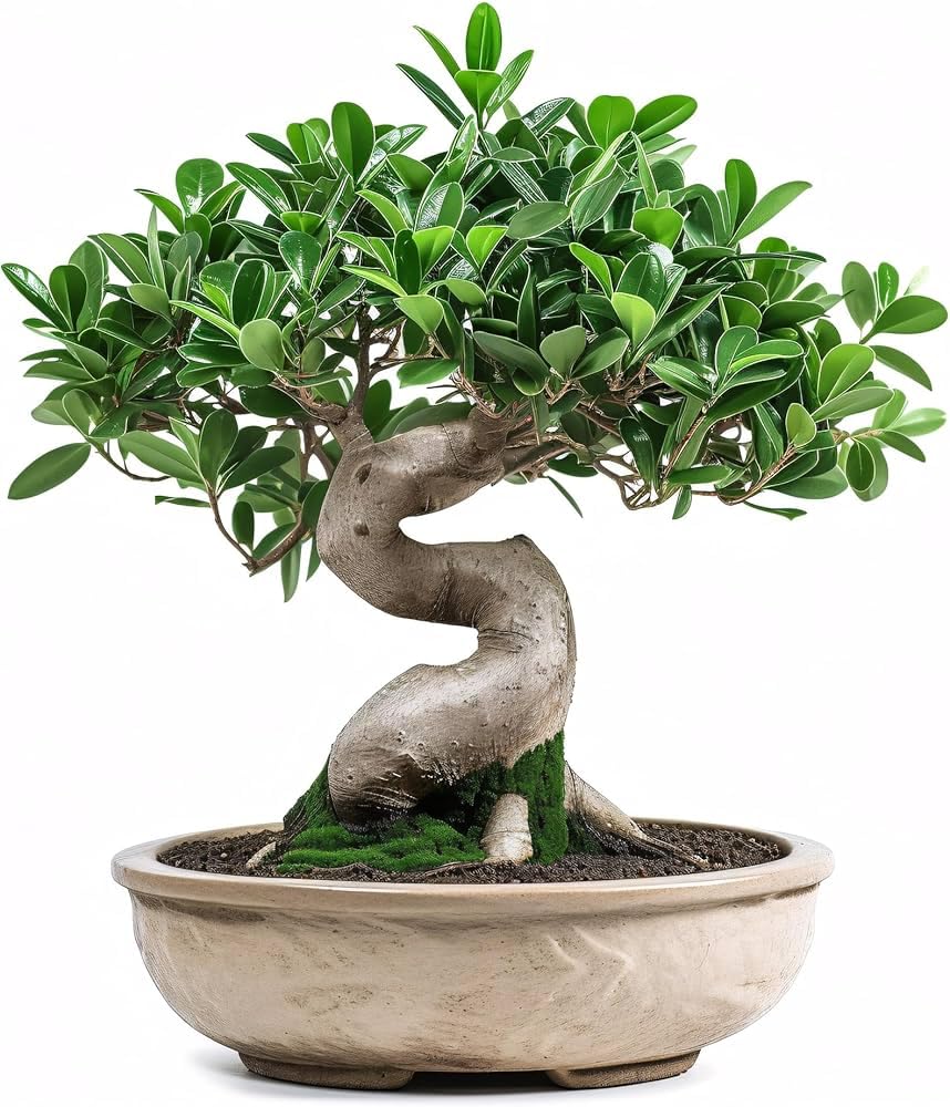 Live Chinese Banyan Bonsai Plant, Indoor Air-Purifying Evergreen, Chinese Bot Tree, Low Maintenance Desk Plant for Home Office Decor, Without Pot