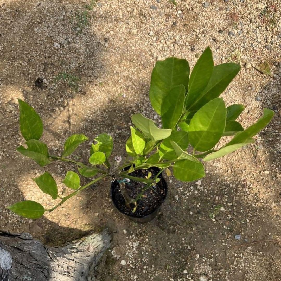 Amazon.co.jp: 無農薬 レモン︎ スイートレモネード ︎ レモネード