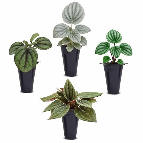 Peperomia Plant Collection (4 Pack)– Set of Rare Varieties | Watermelon, Frost, Eden Rosso & Piccolo Banda | Easy Indoor Houseplants, Live Plants for Home Decor (Peperomia Collection) - Peperomia Collection