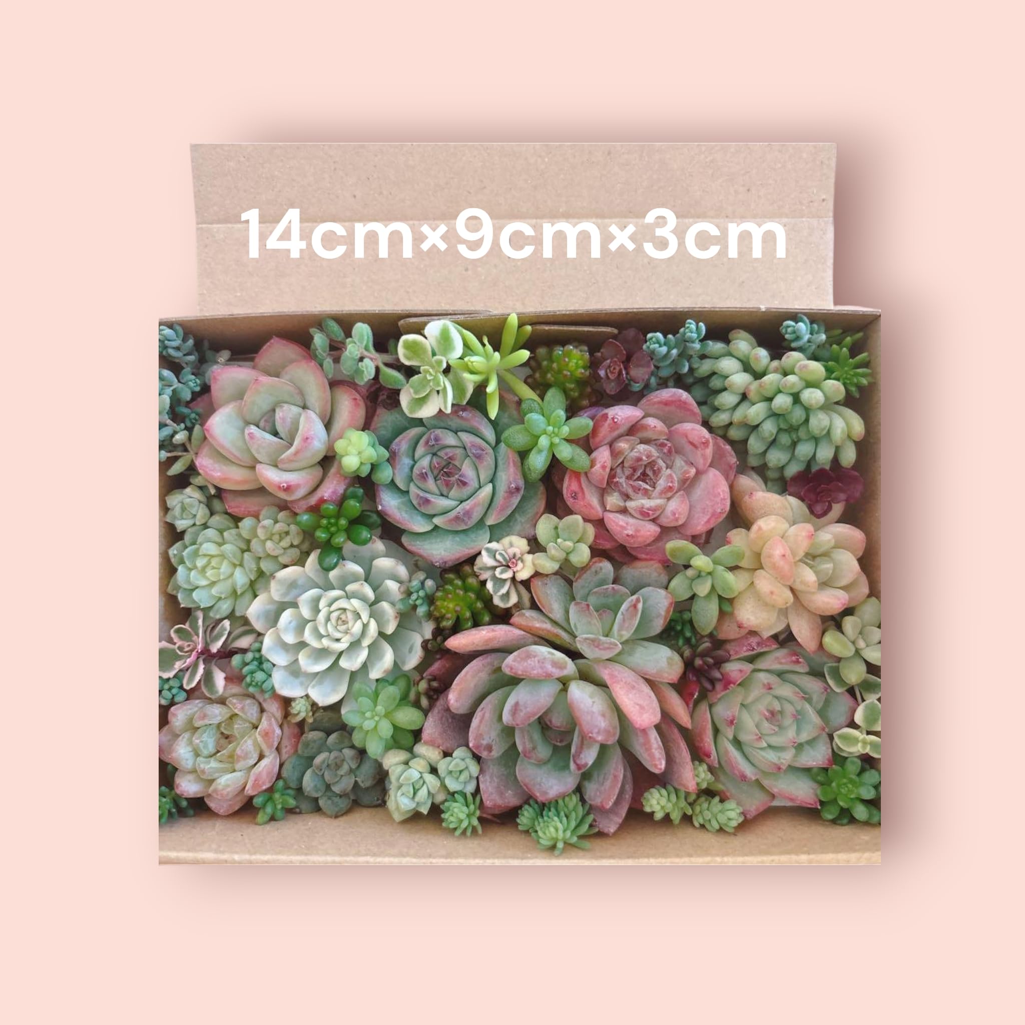 Amazon｜多肉植物 カット苗とセダム寄せ植えセット｜観葉植物