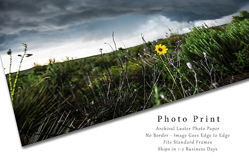 Miniatura 2 de Storm Photography Print (Not Framed) Picture of Thunderstorm Passing Behind Wild Sunflower on Spring Day in Texas Flower Wall Art Nature Decor (8" x