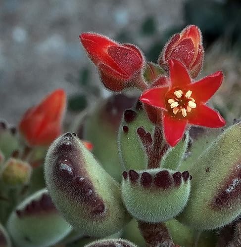 Miniatura 4 de Suculenta de pata de oso abigarrada - Cotyledon tomentosa var - Maceta de 2.5" - Coleccionistas