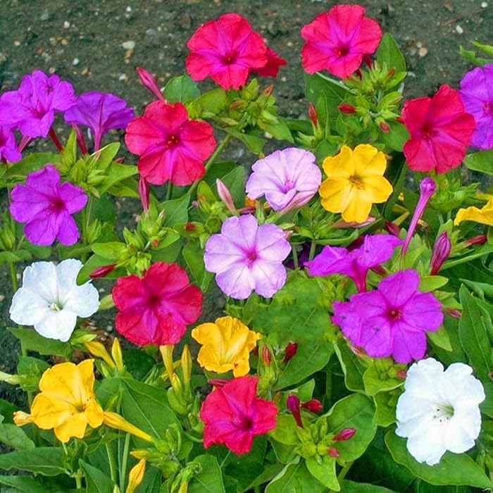 Buy Mirabilis Jalapa Seeds 10 Four O Clock Flower Mixed Colors For Home Garden Outdoor Yard Farm Planting Online At Desertcart Oman