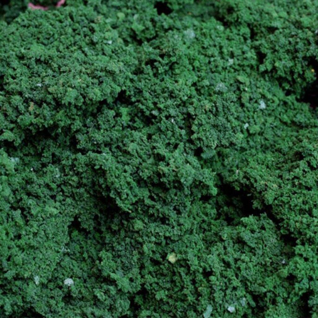 Enakshi (LABEL) Creations Resin Tree Powder Model Scene Making Material Railroad for Building Models Dark Green 40gToys & Hobbies|Model Railroads & Trains|Ho Scale|Parts & Accessories|Scenery & Trees