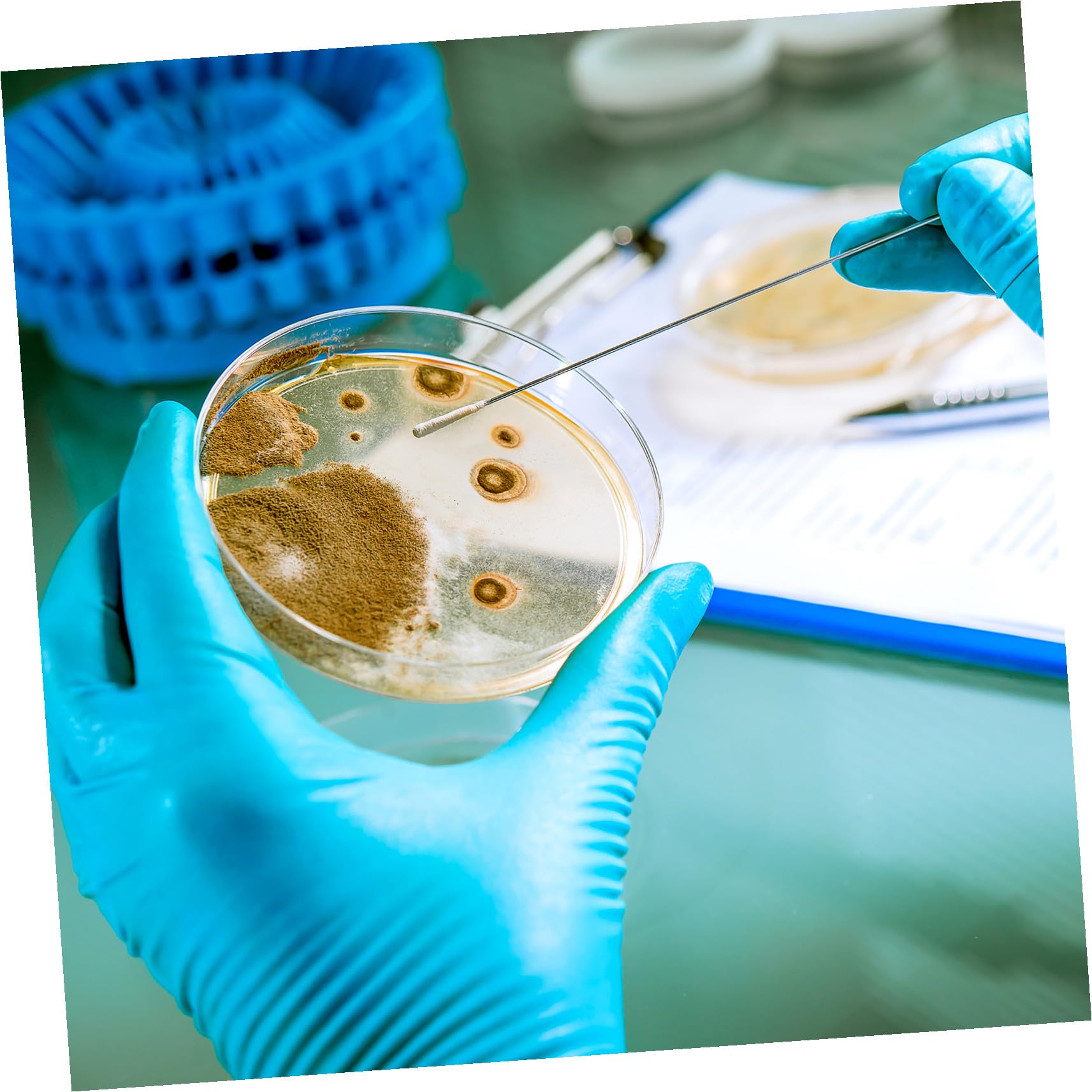 Piastre Petri con Agar Pronte All'uso, 10 Pezzi, Spessore Professionale e Sicuro, per Lezione di Scienze e Stem, per Studenti