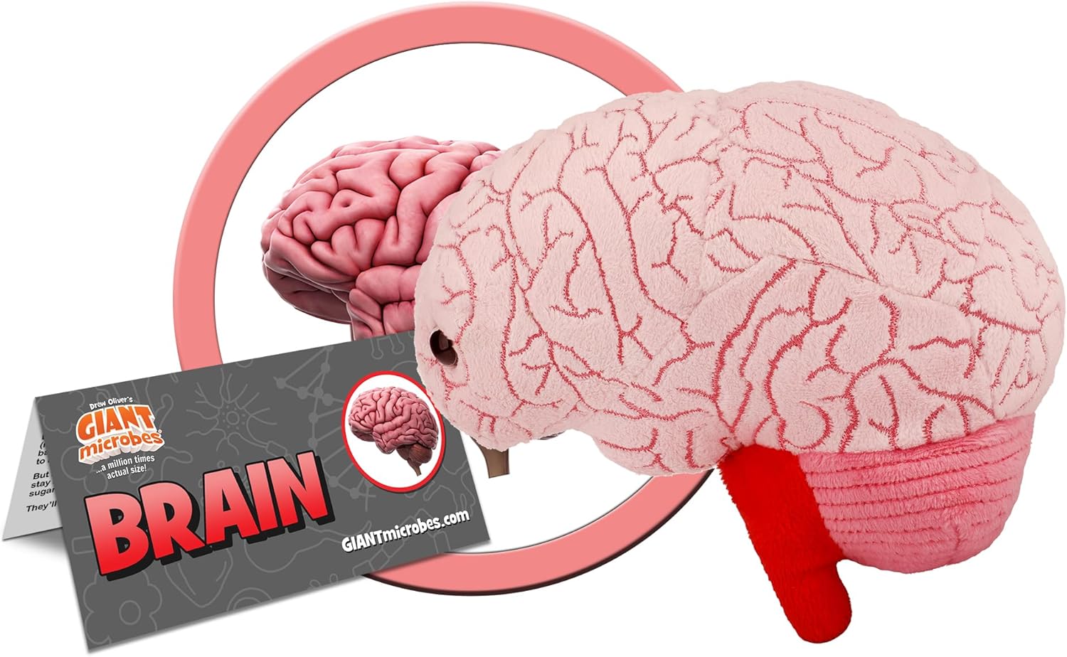 GIANT MICROBES Brain Plush, Gift for Med Student, Gifts for Neurologist, Brain Surgery Recovery, TBI Awareness, Neurology Gifts, Neuroscience Gift, Mental Health Awareness - Image 2