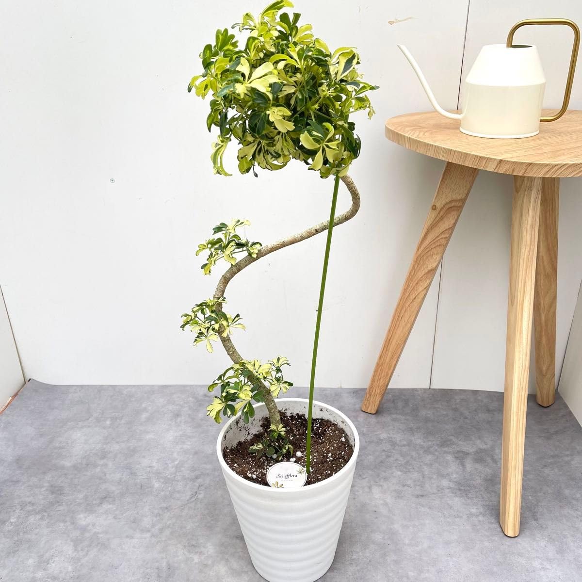 シェフレラ ジェニーネ 希少品種‼️ 【公式通販】