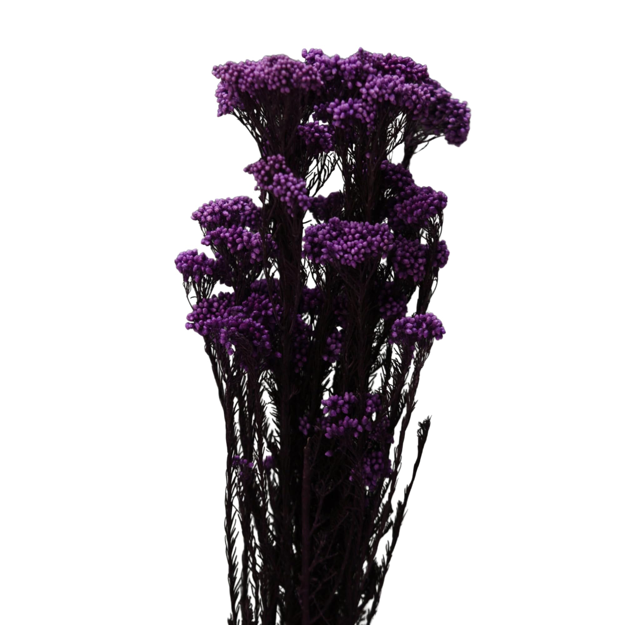 Arte Casa Dried Baby's Breath Flowers Natural Dried – Preserved Floral Stick for Vase Decor, DIY Bouquets, Wedding Centerpieces, Resin Art & Home Styling (Purple)-image-8