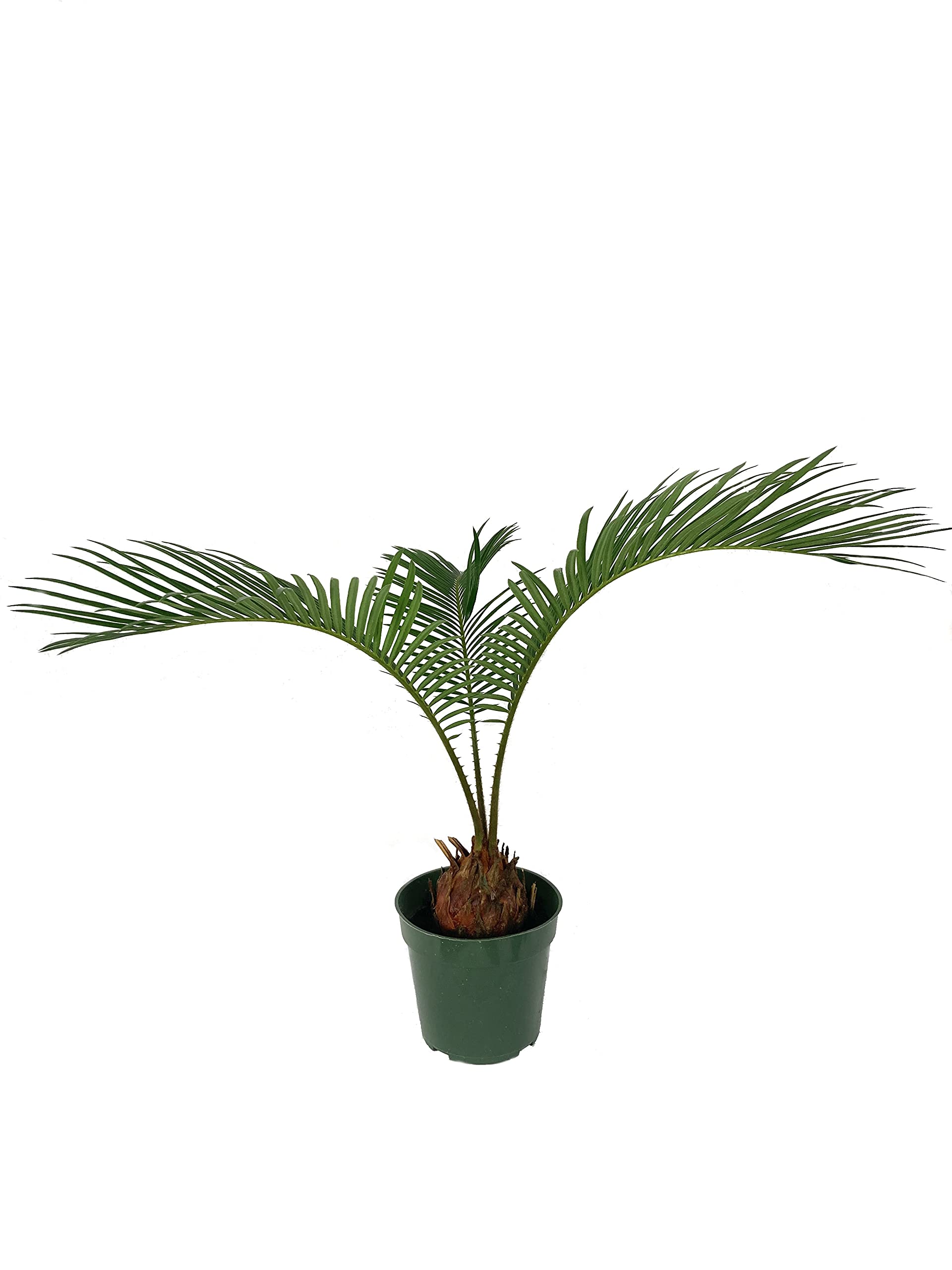 Buy Sago Palm Live Plant in a 4 Inch Pot Cycas Revoluta Beautiful