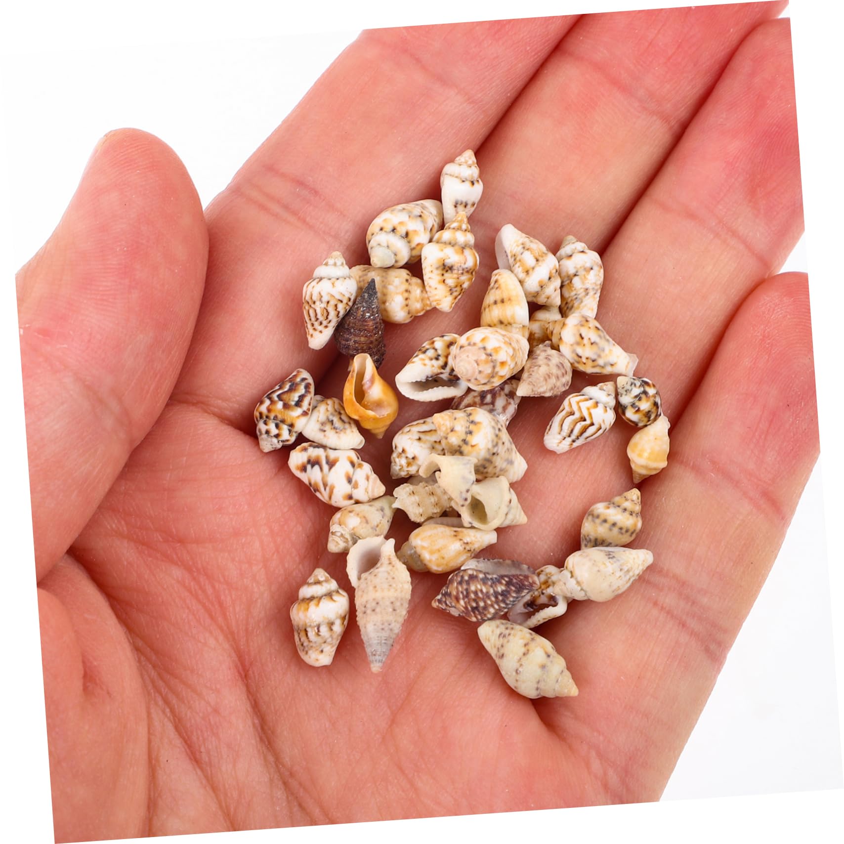 Amazon.co.jp: COHEALI 1 箱 海の動物の魅力 ビーチの貝殻