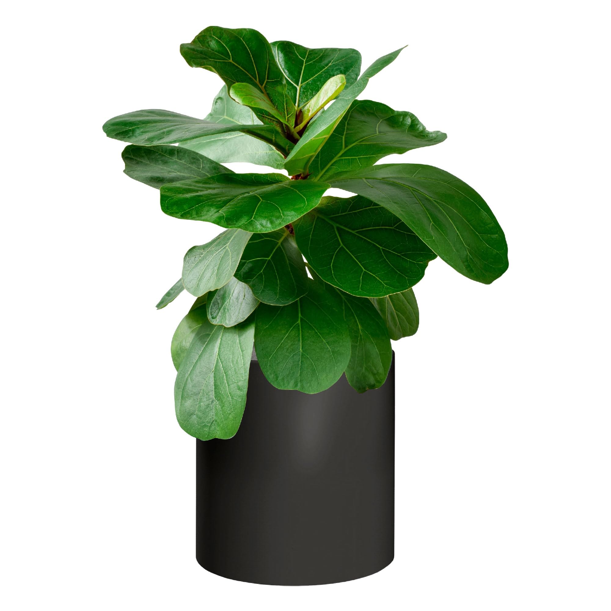 WELL HOME MOBILIARIO & DECORACIÓN Vaso modello agila Ø39x40 antracite