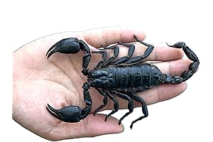 Creepy Crawly Dead Bug Decor: A Spooky Touch to Your Home