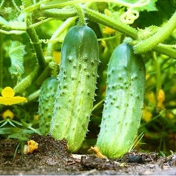 TomorrowSeeds - National Pickling Cucumber Seeds - 100+ Count - For 2026 Planting Specially Bred Best Producer Gherkins Pickles Cucumbers Vegetable Heirloom Fresh Grow Your Own Home Farm Patio Healthy