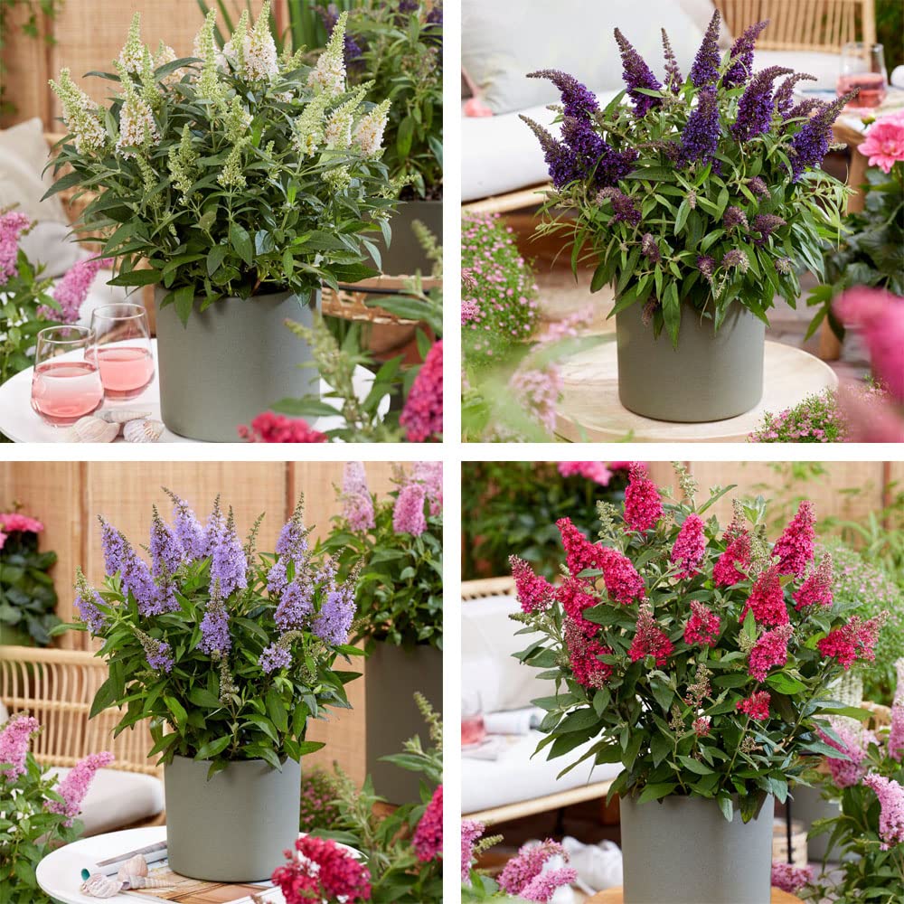 Buddleja Plants Buddleia davidii Dwarf Compact 'Butterfly Candy Collection' 4 Varieties Hardy Shrub Butterfly Bush Easy to Grow Your Own Garden Flowers 4X 9cm Potted Plants By Thompson and Morgan