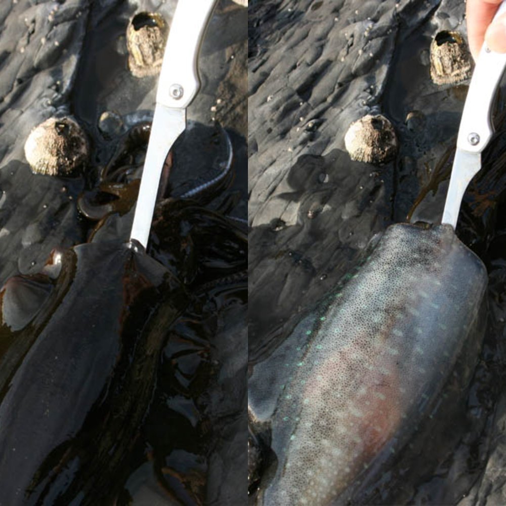 SEACHOICE Stainless Steel Bait Knife