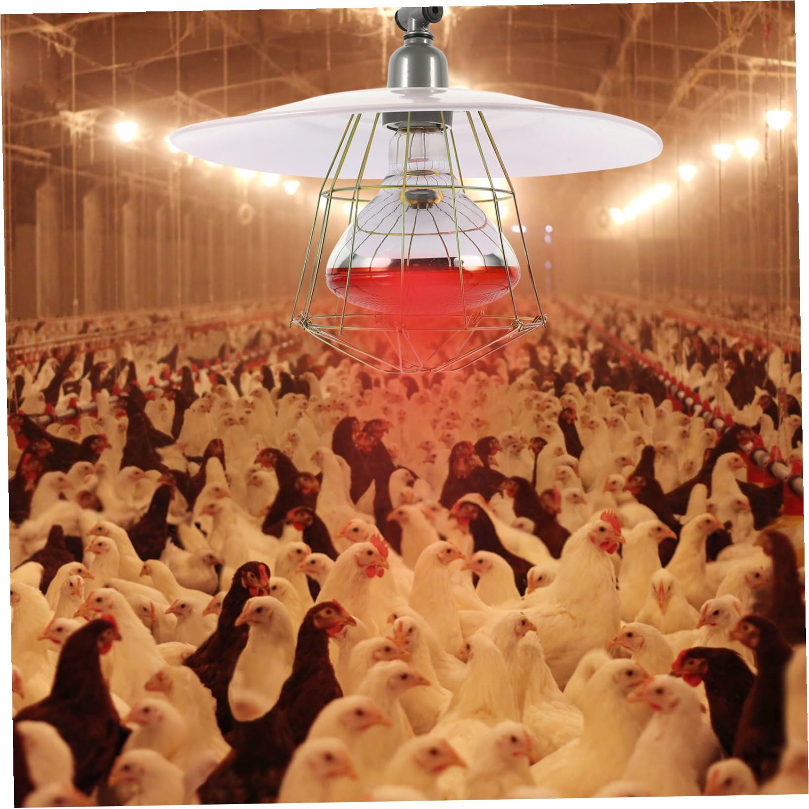 Hemobllo Lampada Riscaldante per Animali e Rettili con Schermo Metallico Resistente alle Alte Temperature Riscaldatore Sicuro per Gabbie di Livestock e Rettili Facile da Colore Casuale