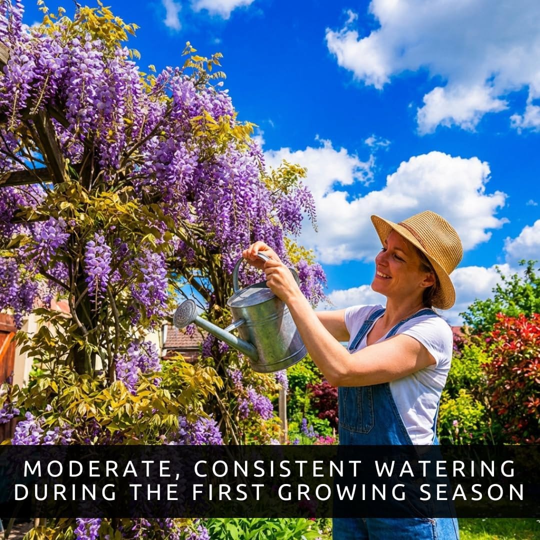 3 Wisteria Live Plants 1–2 Ft Tall – Flowering Wisteria Vine (Wisteria Floribunda) – Fast Growing Climbing Plant for Garden, Trellis, Pergola & Bonsai Training (3 Plants)