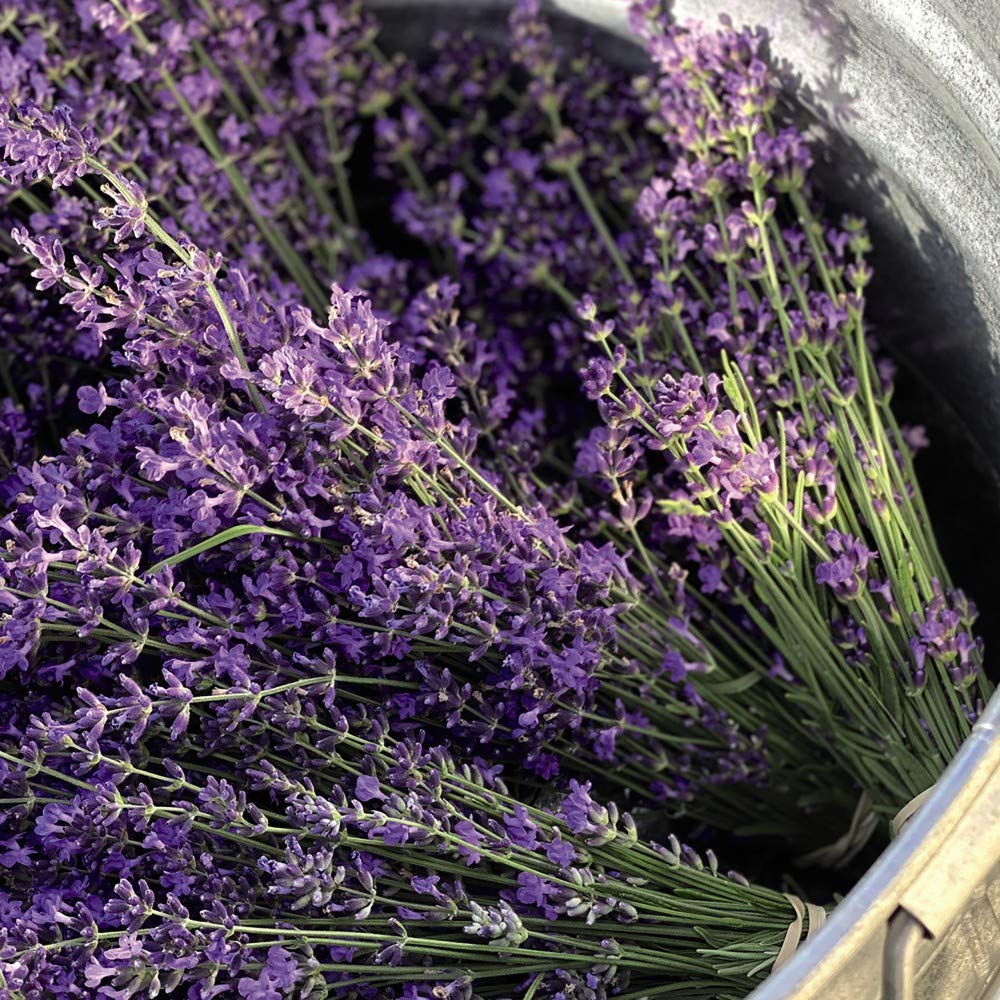 Lavandula Lavender Munstead Garden Plant Hardy Shrub Flowering Garden Plants Easy to Grow Your Own 9X Jumbo Plug Plant by Thompson and Morgan (9)