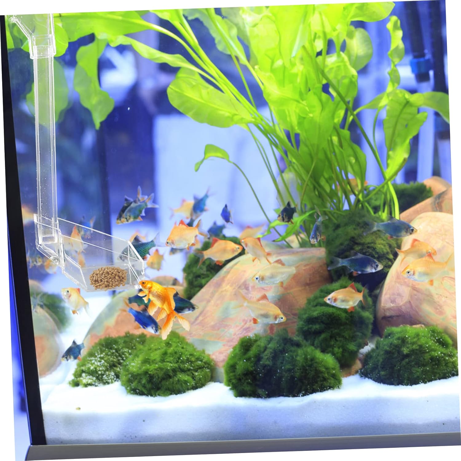 Mipcase 2pcs Shrimp Aquarium Fish Automatic Feeder for Cherry and Dwarf Shrimp Easy Installation and Clean Design for Planted Tanks