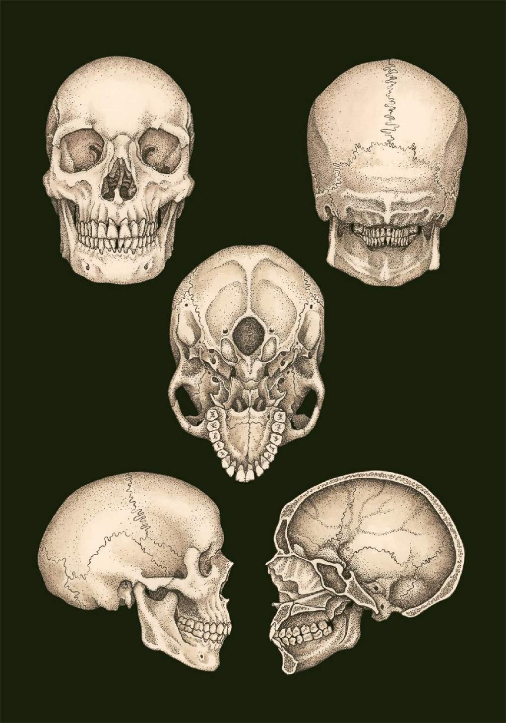 Anatomicum Postcard Box: by Katie Scott