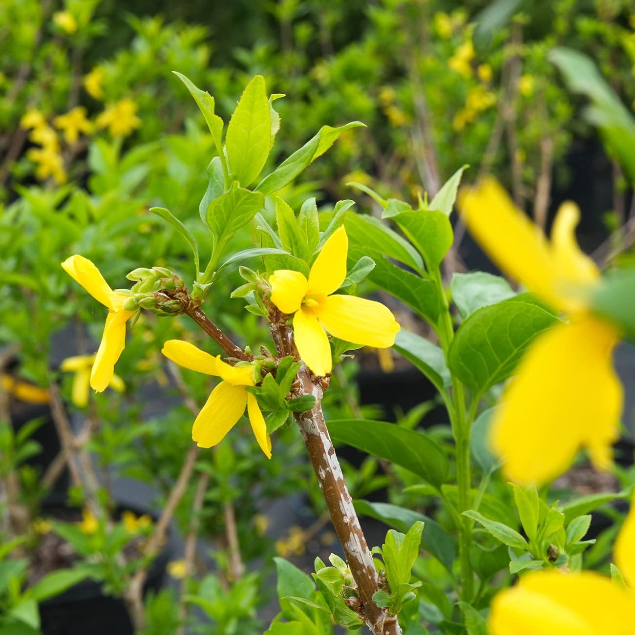 PERFECT PLANTS Lynwood Gold Forsythia Shrub 3 Gallon | Live Shrubs for Outdoor Planting | Fast Growing & Provides Privacy | Gorgeous Yellow Flower in Spring