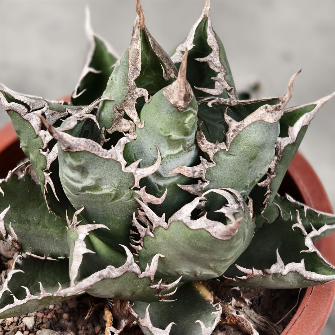 アガベ チタノタ　親株　BAKEMONO 悪魔くん　鉢付き アガベ チタノタ 悪魔くん/スーパーチタノタ/bakemono（発根済TC