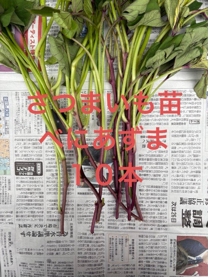 Amazon.co.jp: さつまいもの苗 べにあずま 10本 : DIY・工具・ガーデン