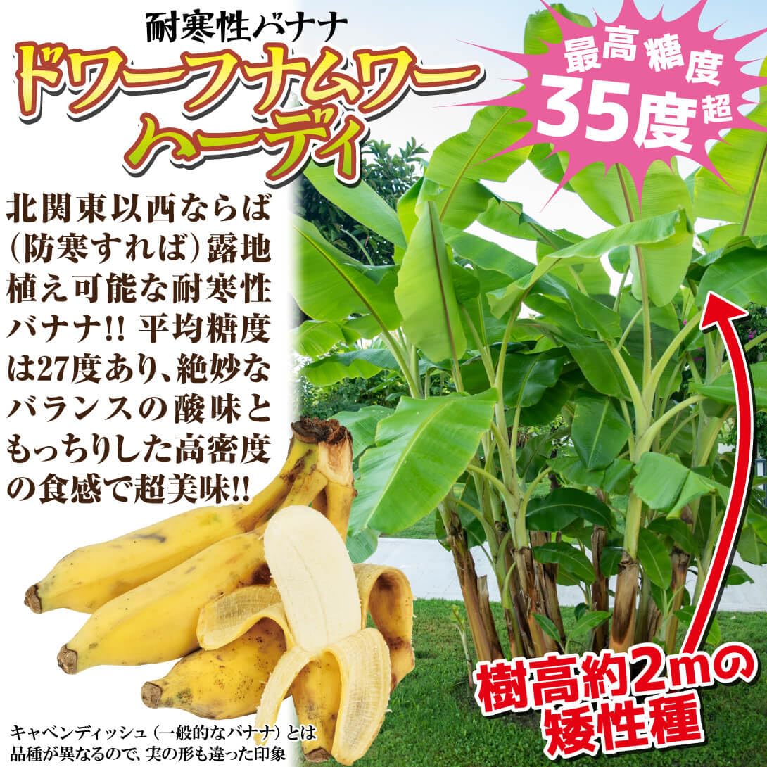 Amazon.co.jp: 国華園 耐寒性バナナ苗 ドワーフナムワーハーディ 1株