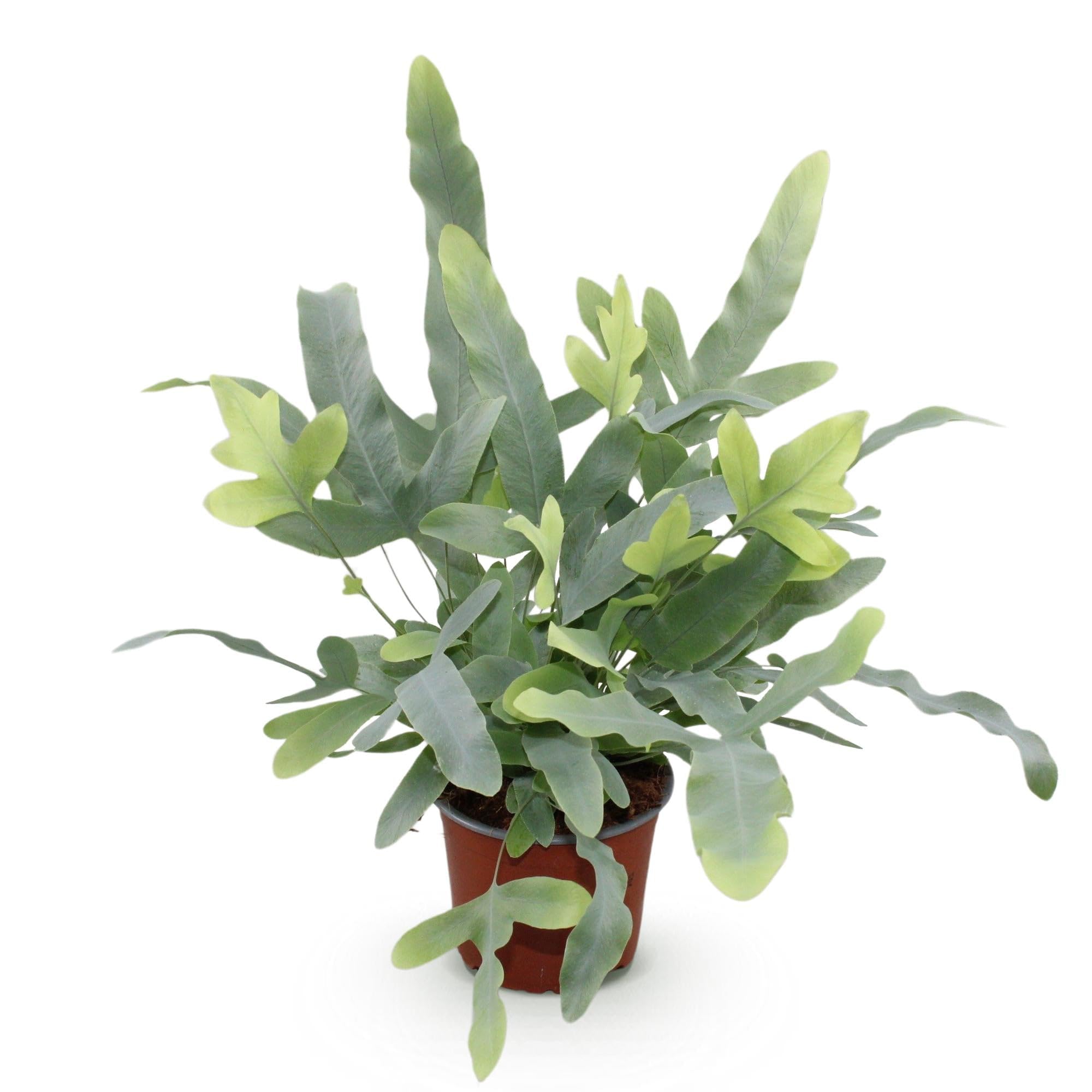 Phlebodium aureum Blue Star Farn Blaue Farnpflanze 12cm 25cm