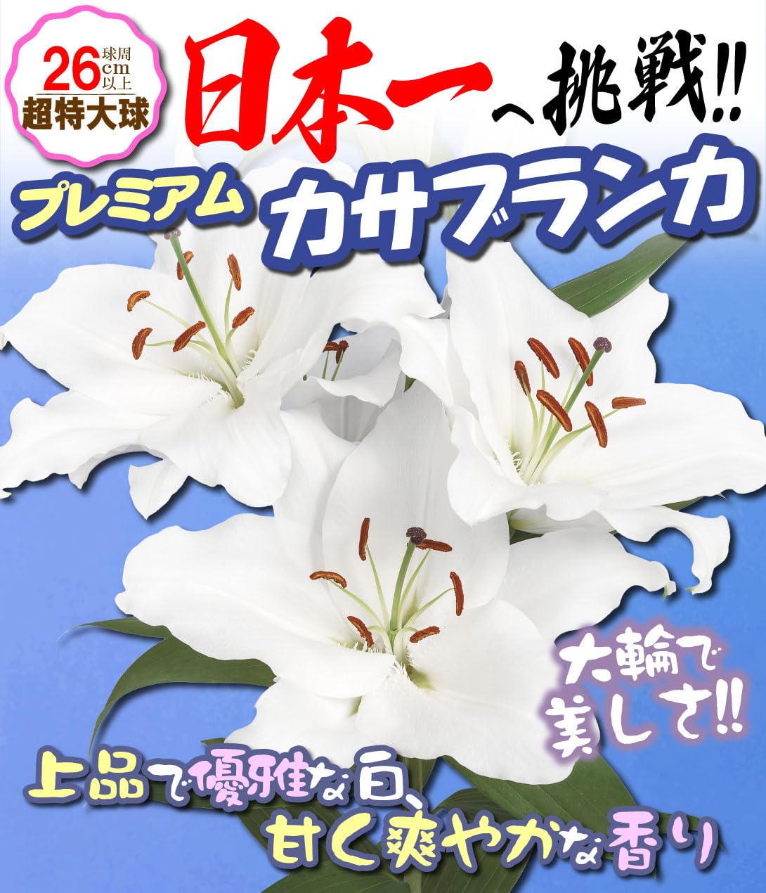 Amazon.co.jp: ユリ 球根 花ユリ 超特大球プレミアムカサブランカ