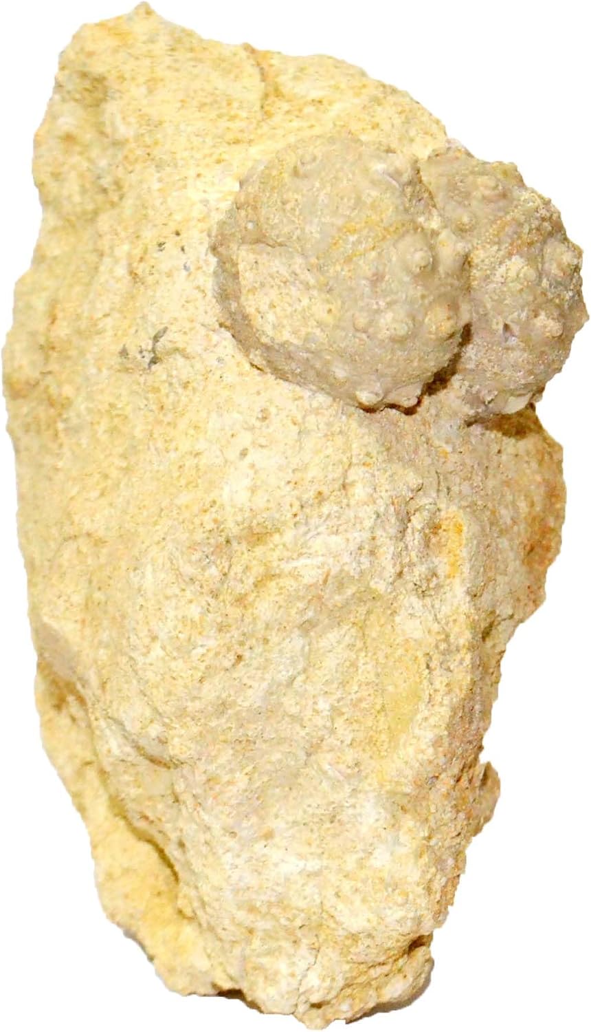 perisalenia lapparenti (Double) Sea-Urchin Fossil (Fossils) OURPERI5