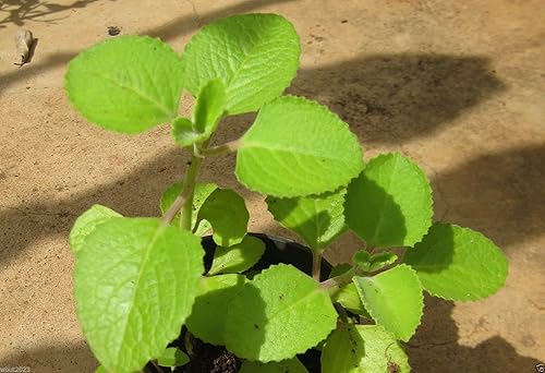 200 Seedsv Ajwain - Semilla de planta de hierbas - Carom, comino etíope - Hierba médicaculinaria - Ez para cultivar