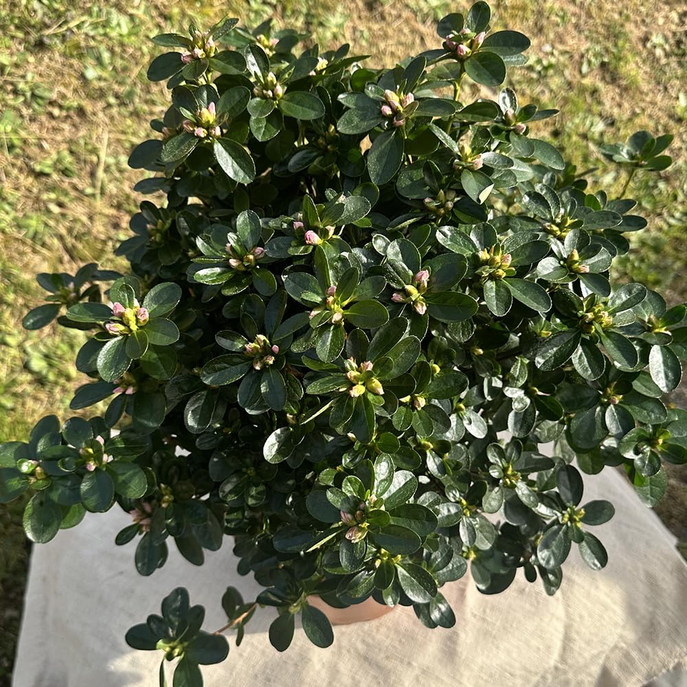 Azalea da Esterno in Vaso 22 Cm | Pianta Acidofila Sempreverde con Fioritura Primaverile | Prodotta in Italia | Chioma 40-50 cm | Vaso Riciclato (Rosso fiore doppio)