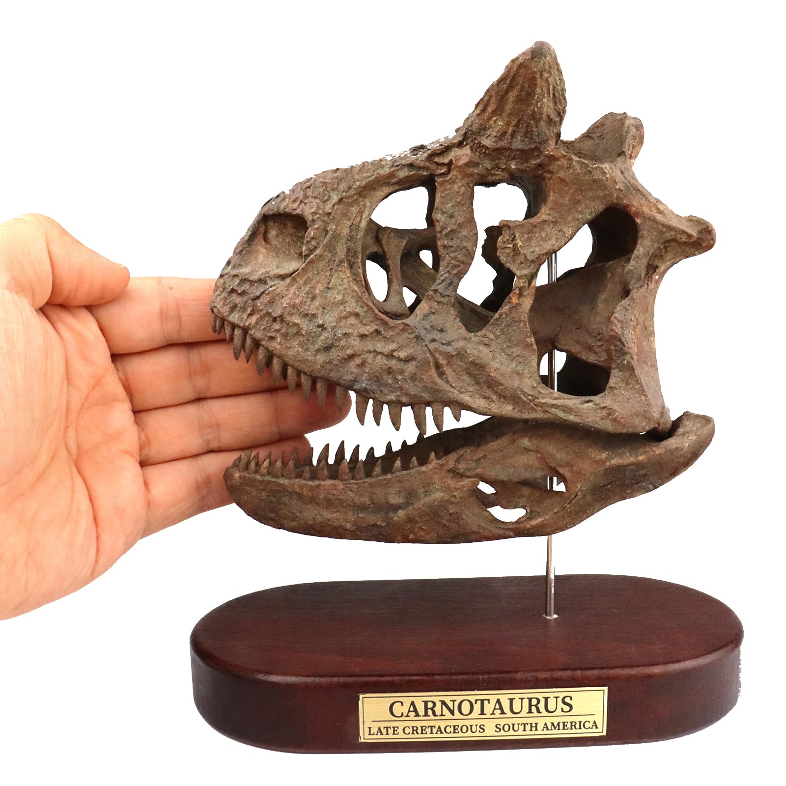 Figurka Carnotaurusa Realistyczne Rzemiosło z Żywicy Model Czaszki Dinozaura Fosylny do Dekoracji Domu i Biura,Brown,8INCH