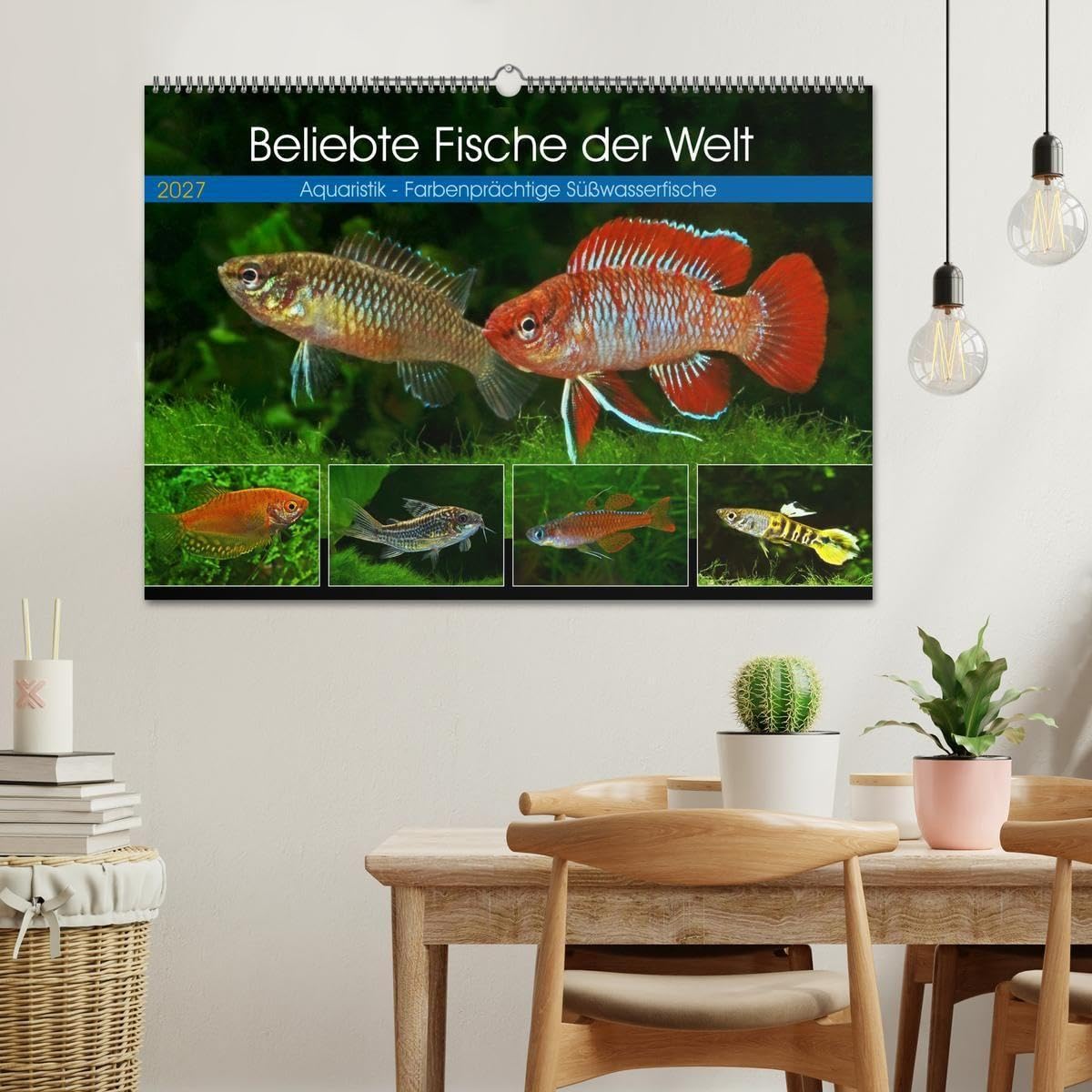 Beliebte Fische der Welt (Wandkalender 2027 DIN A2 quer), CALVENDO Monatskalender: Aquaristik - Farbenprächtige Süßwasserfische (CALVENDO Hobbys)