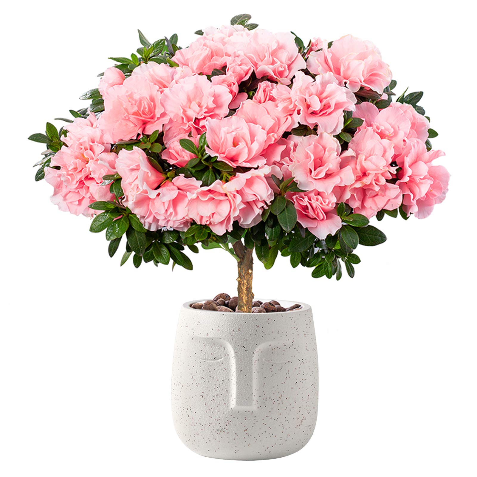 Vaso In Terracotta Uomo Adorabile - Arancione, 33 Cm X 12,5 Cm, Decorazione Giardino E Casa, Regalo Unico Per Amanti Delle Piante