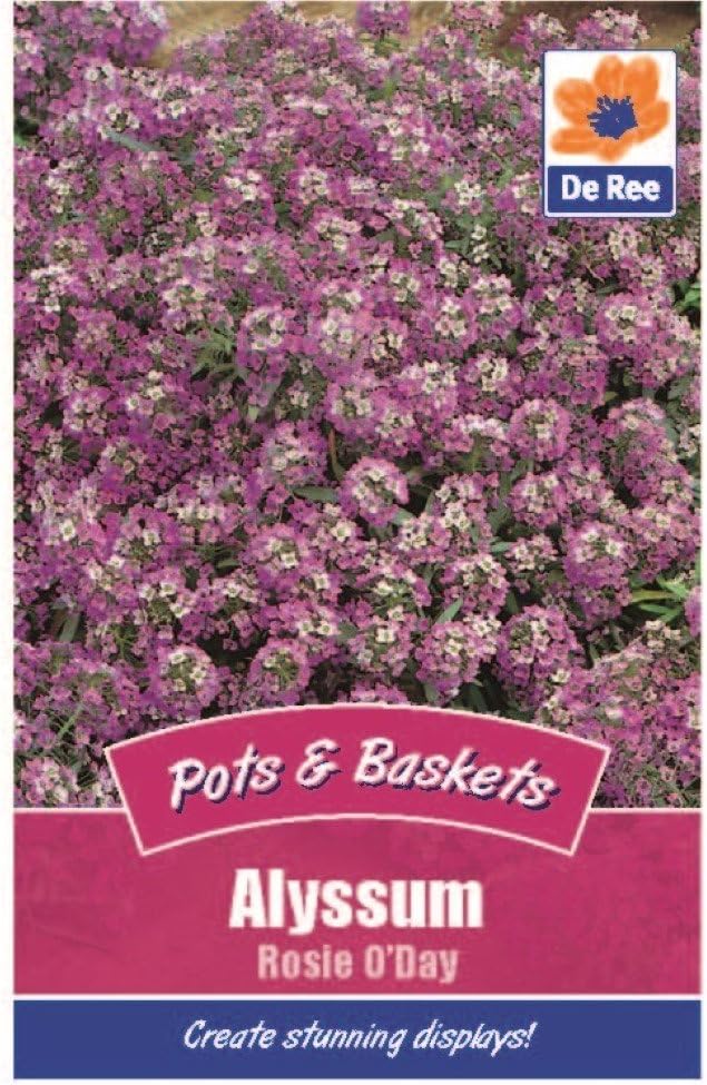 2 Packs of Alyssum Rosie O'Day Flower Seeds, Approx 325 seeds per pack, 650 in total