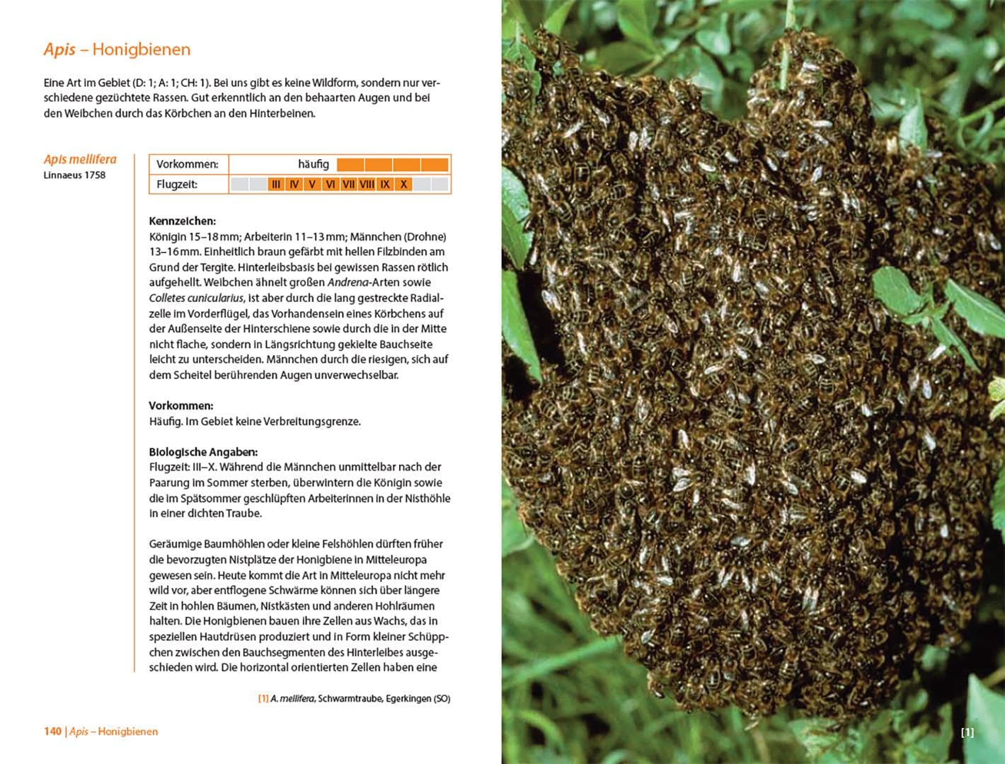 Bienen Mitteleuropas: Gattungen, Lebensweise, Beobachtung