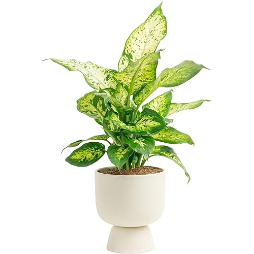Costa Farms Dieffenbachia, Dumb Cane Live Plant in Decorative Pot, Easy to Maintain Indoor Houseplant, Perfect for Home, Room, or Office Decor, Great House Warming or Birthday Gift, 12-18 Inches Tall