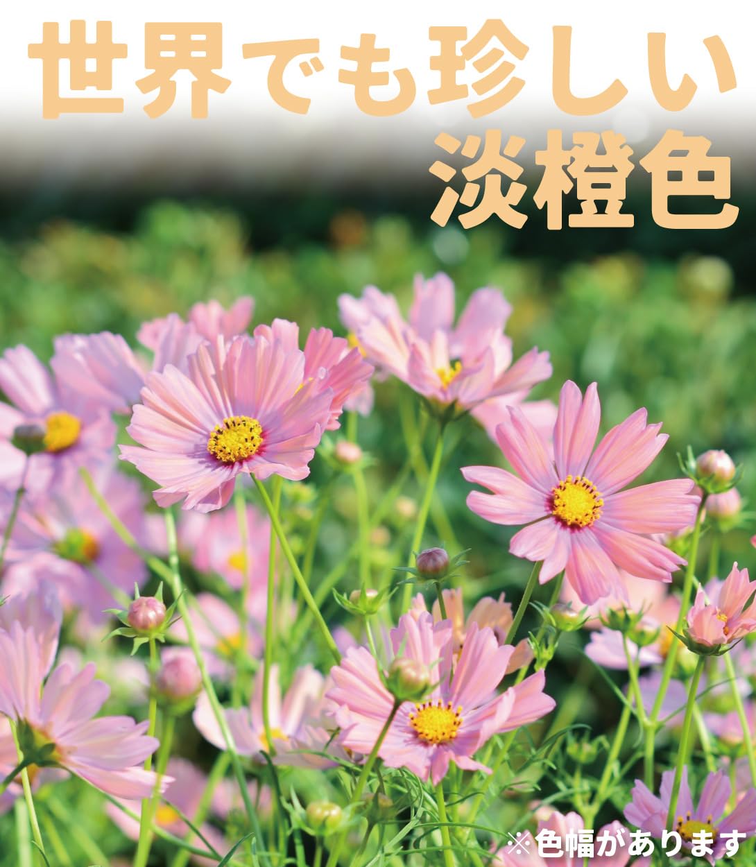 Amazon.co.jp: 国華園 種 花たね コスモス オレンジキャンパス 1袋(20