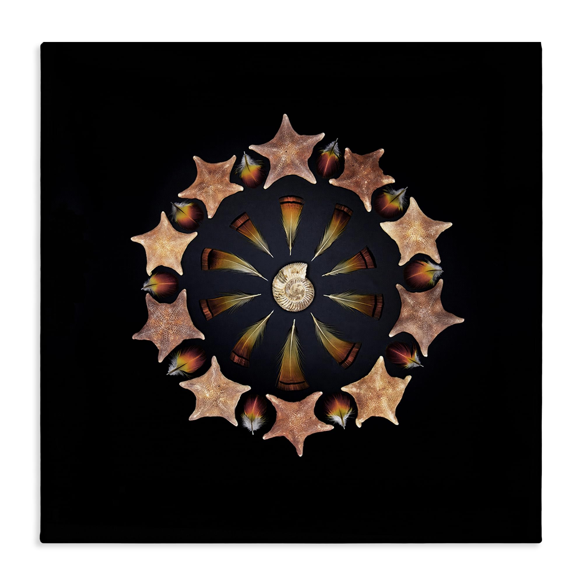 Stupell Industries 'Nautical Nature Arrangement', Canvas Art, 36 x 36 Inches, Easy to Hang and Sturdy, Made in USA, by Beth Adoette