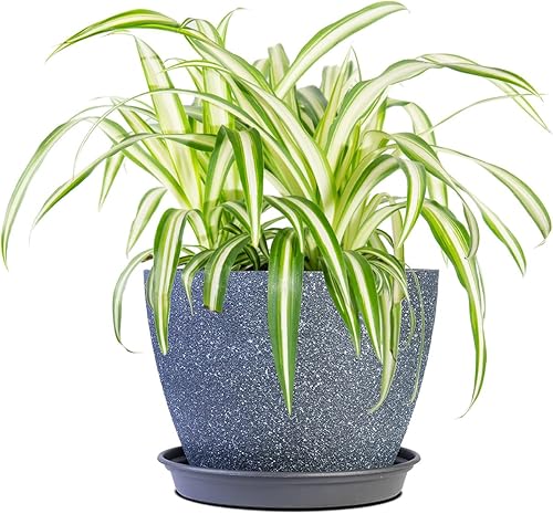 Perfect Plants Spider Plant in 6in. Midnight Blue Decor Pot | Live Houseplant for Indoor Growing | Easy to Care for & Keep Alive | Beautiful Green &