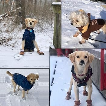 dog beach booties