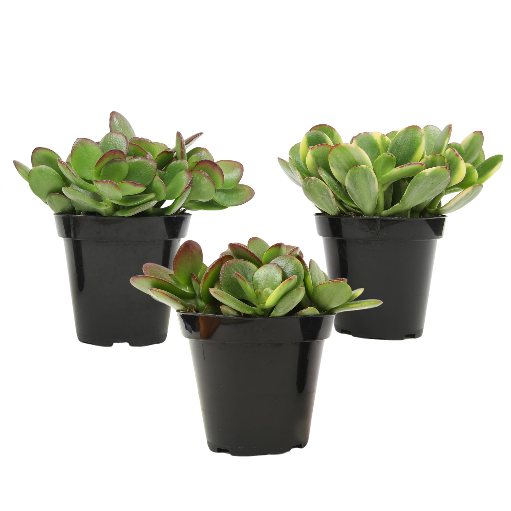 Amazon.com: Altman Plants Classic Jade Plant Pack (3PK) Easy Plants,  Variegated 'Mosaic' Jade Plants, Lemon Lime Succulent Plants, Live  Succulents, Live Plants & Live House Plants in 3.5" Pots with Succulent  Soil :