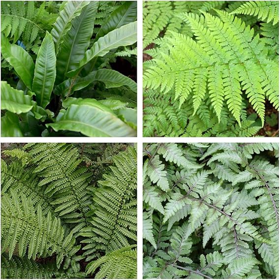 4 x Fern Plant Mix Ready to Plant Outdoor Ferns 2535cm in Height