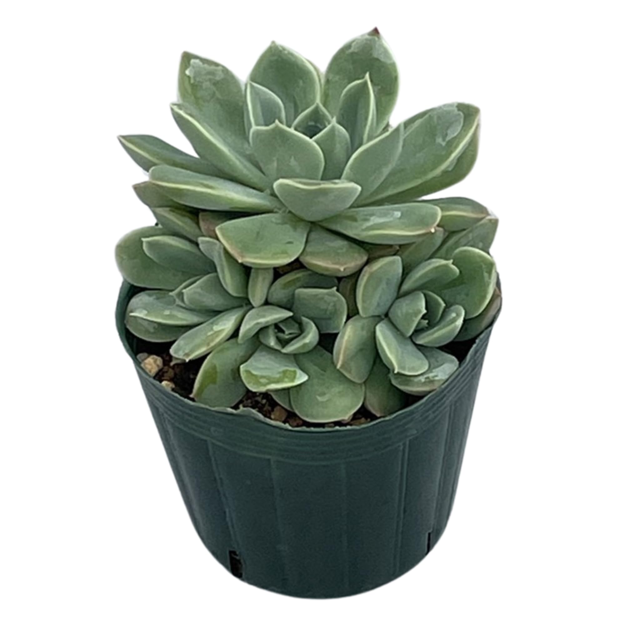 Amazon｜ムーンフェアリー（アルフレッド） 多肉植物 観葉植物 9cm