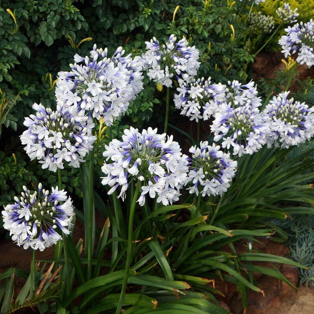 Carbeth Plants Agapanthus 'Twister' (African Lily) in 9cm Pot (2)
