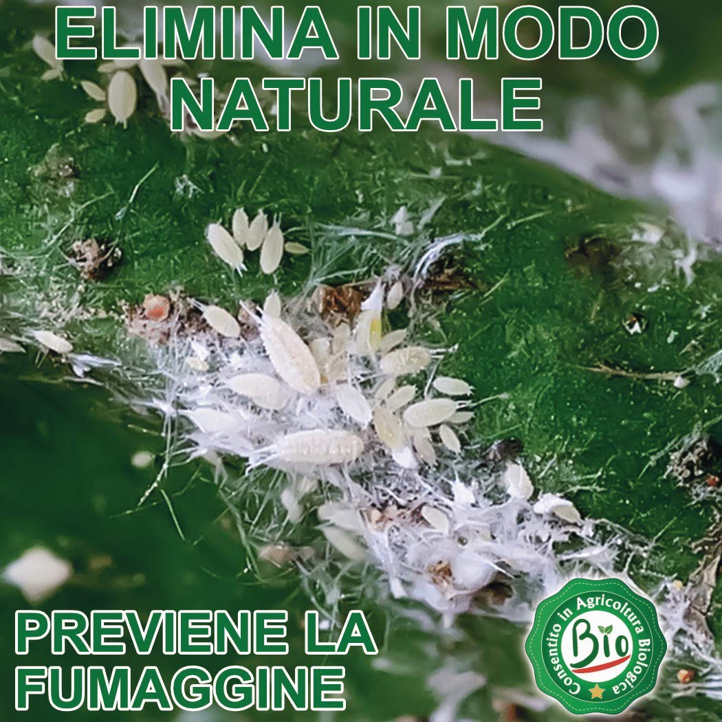 Antika Officina Botanika Confezione Gran Risparmio di Sapone Molle ad Alta concentrazione per Insetti e malattie delle Piante, tanica da 20 kg