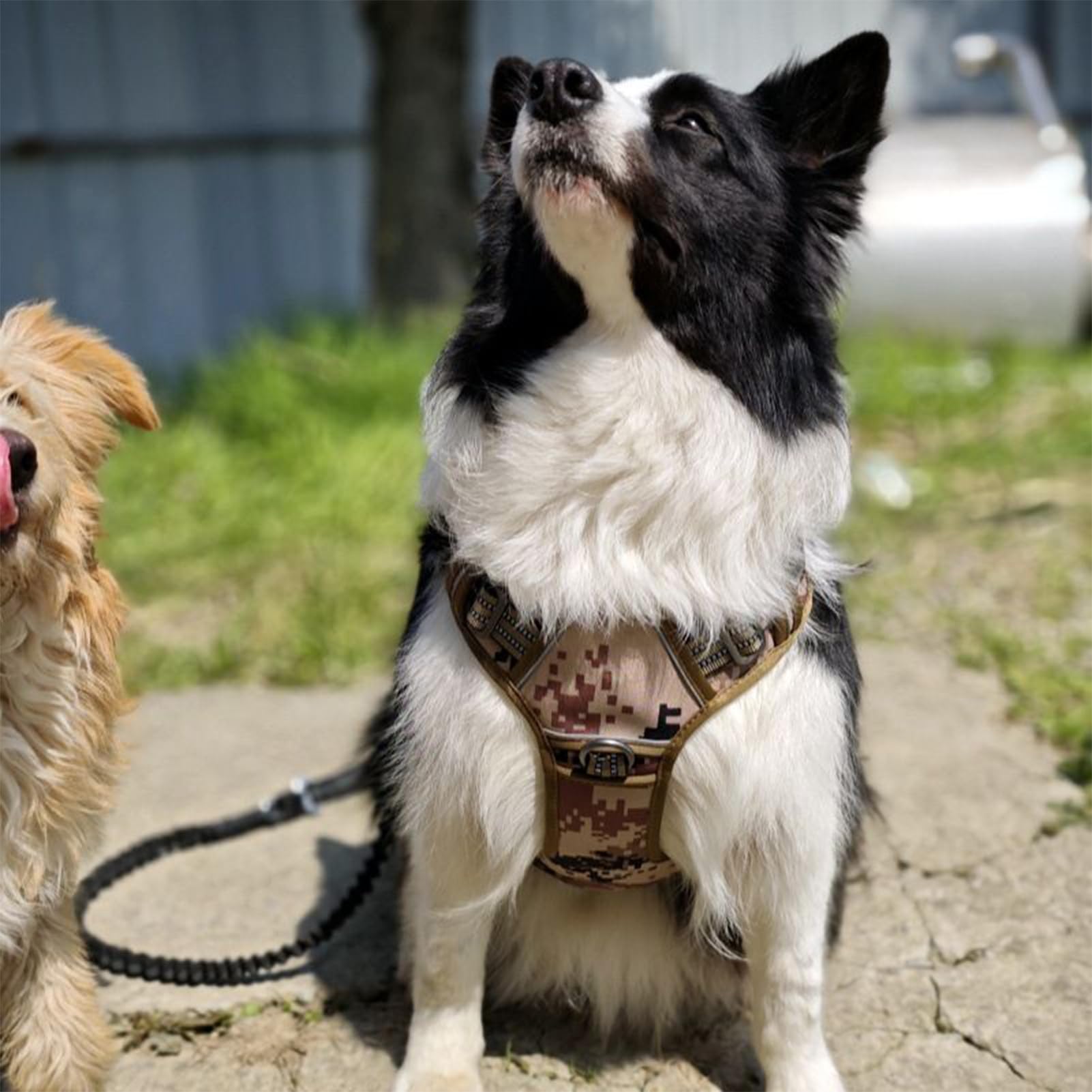 Imbracatura A Gilet Per Cani Maniglia Collare Traspirante Grande | Pettorina Cani Servizio Anti-Trazione Riflettente Passeggiate Escursioni Addestramento Caccia Corsa Campeggio Avventure